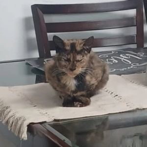 Meet your Posher, Lazy